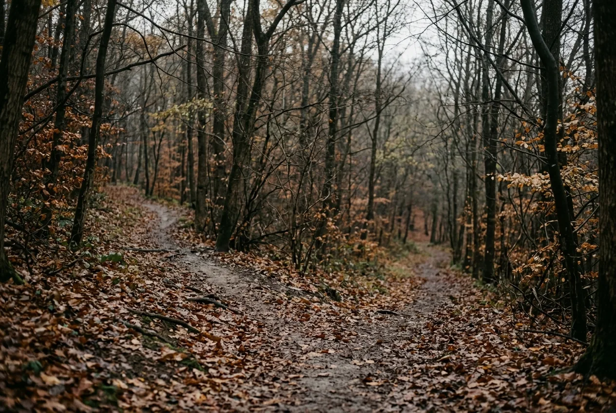 A path forking in woodland under flat overcast light